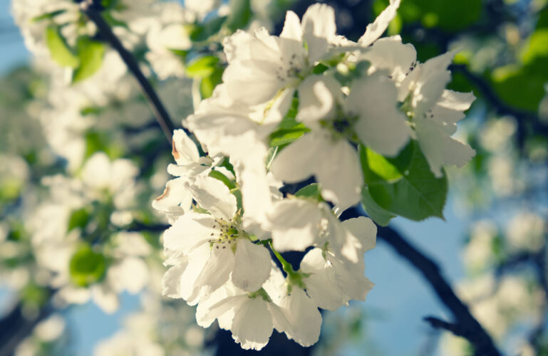 Invasive Species Laws: Why Are Non-Native Species Dangerous to Ecosystems?